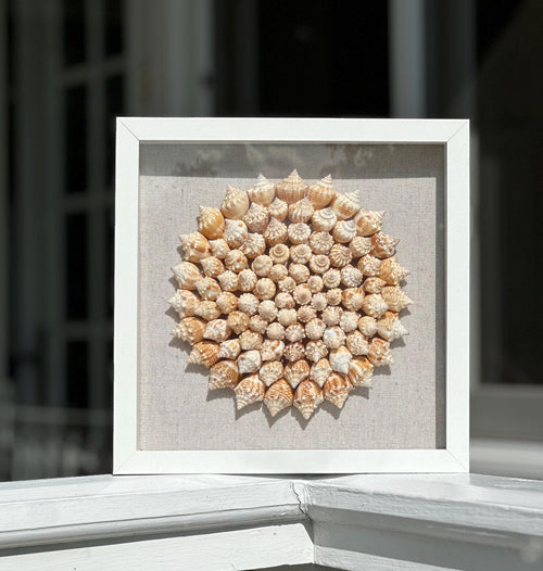 75+ Juvenile conch shells arranged in pinwheel pattern with a linen background in a white square shadowbox frame