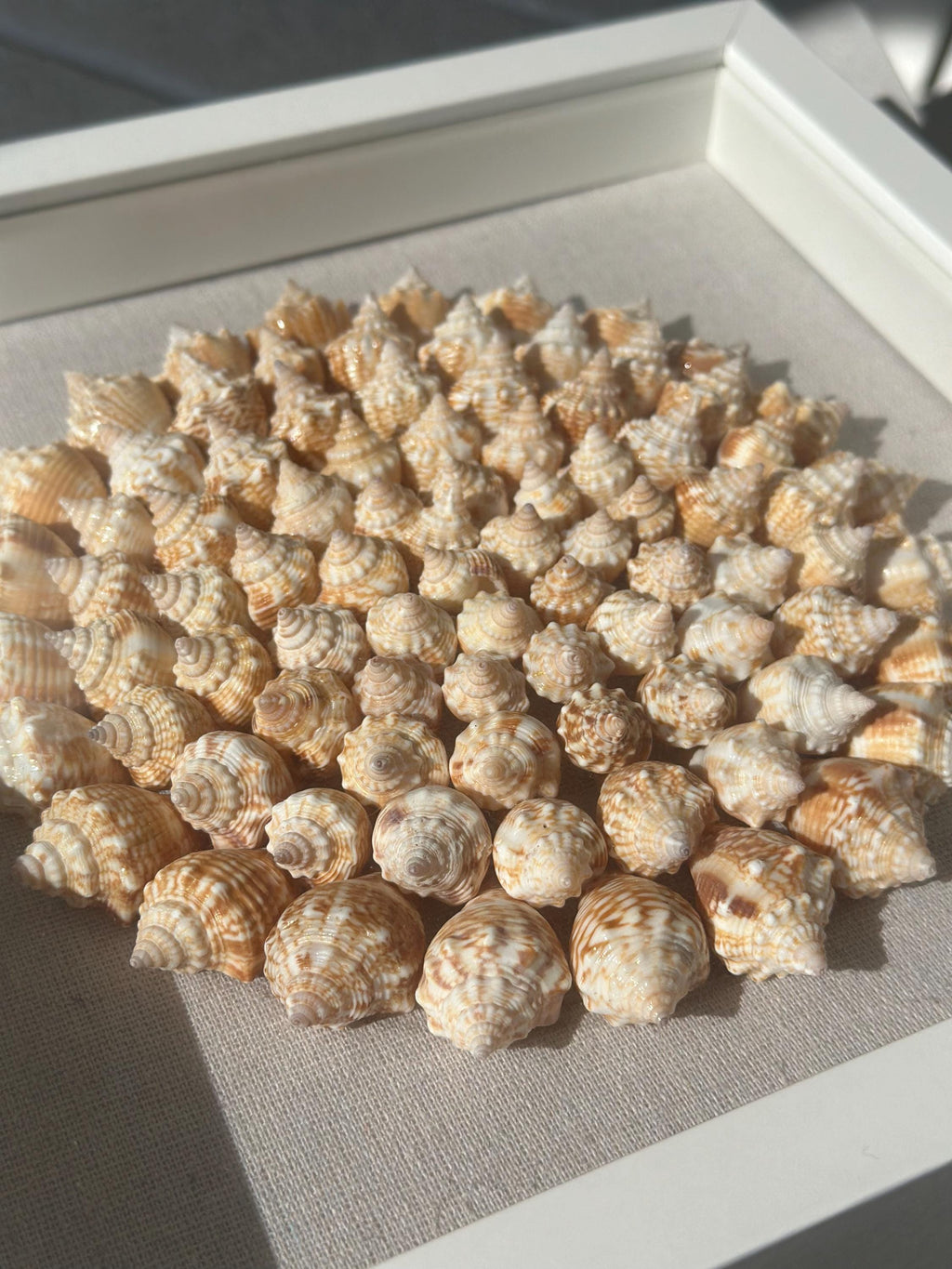 75+ Juvenile conch shells arranged in pinwheel pattern with a linen background in a white square shadowbox frame
