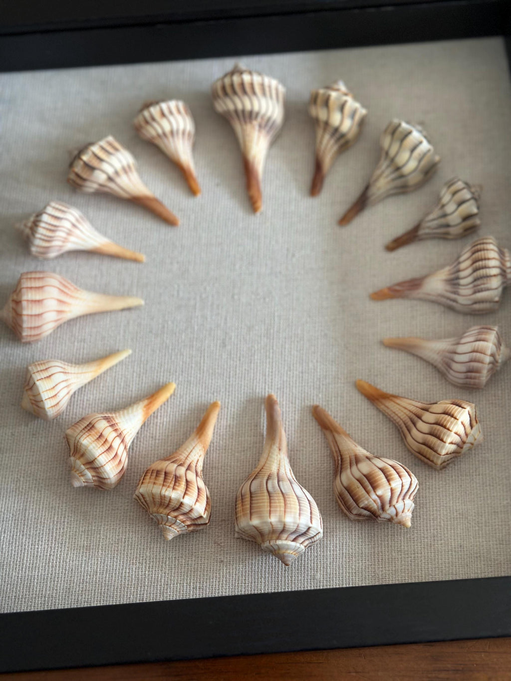 9x9 Sanibel Shell Lightening Whelk Shadow Box. seashells / wall decor / bathroom decor