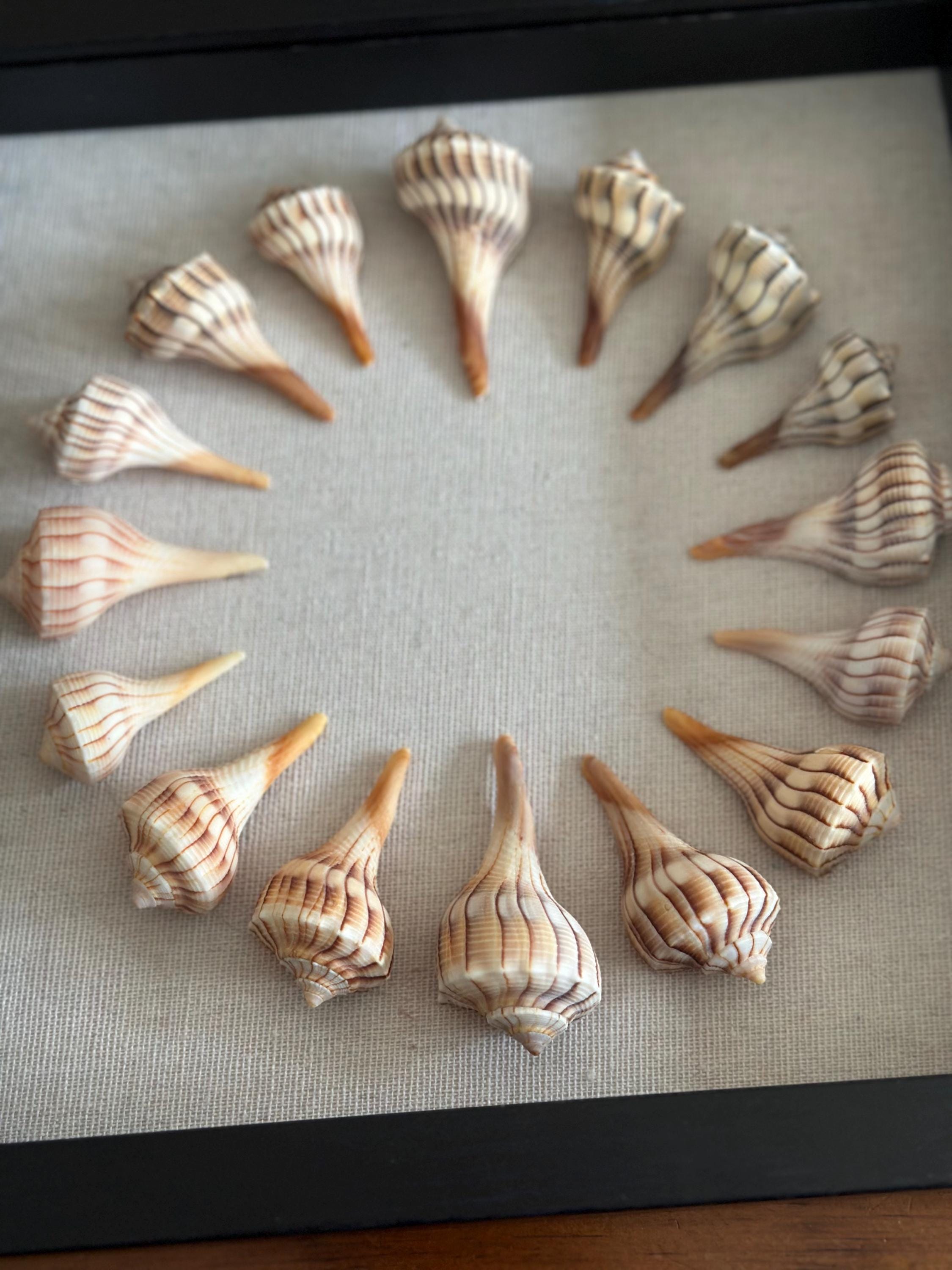 9x9 Sanibel Shell Lightening Whelk Shadow Box. seashells / wall decor / bathroom decor