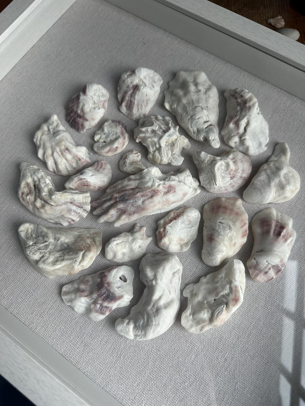 Oyster shell art shadowbox - Authentic Sanibel Island seashells. Beach house decor