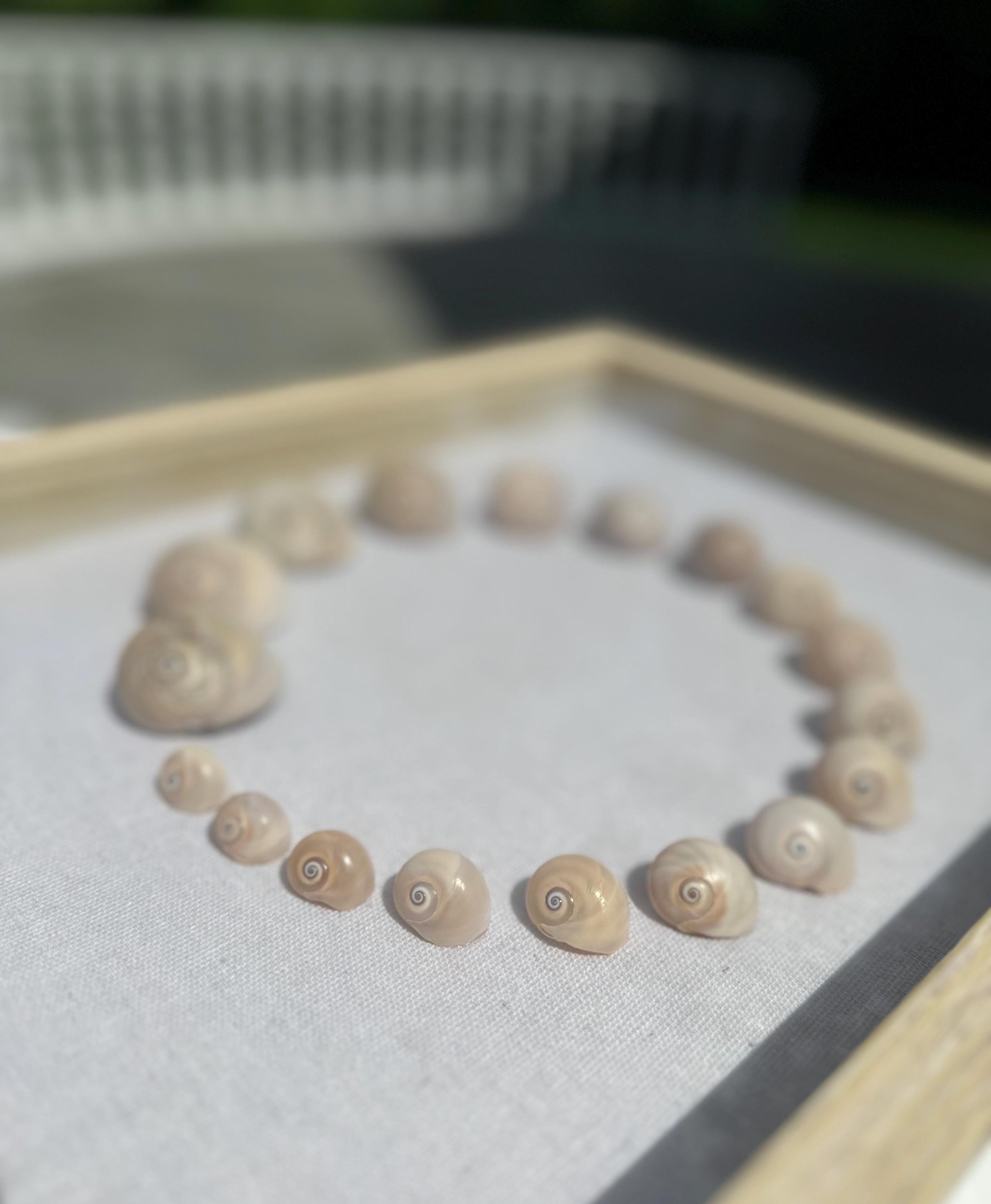 Shark Eye Shell Art