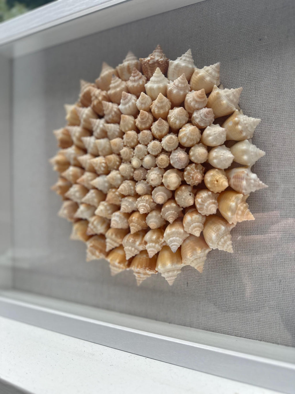 Seashell Shadowbox - 100+ Sanibel Island Conch Shell Pinwheel
