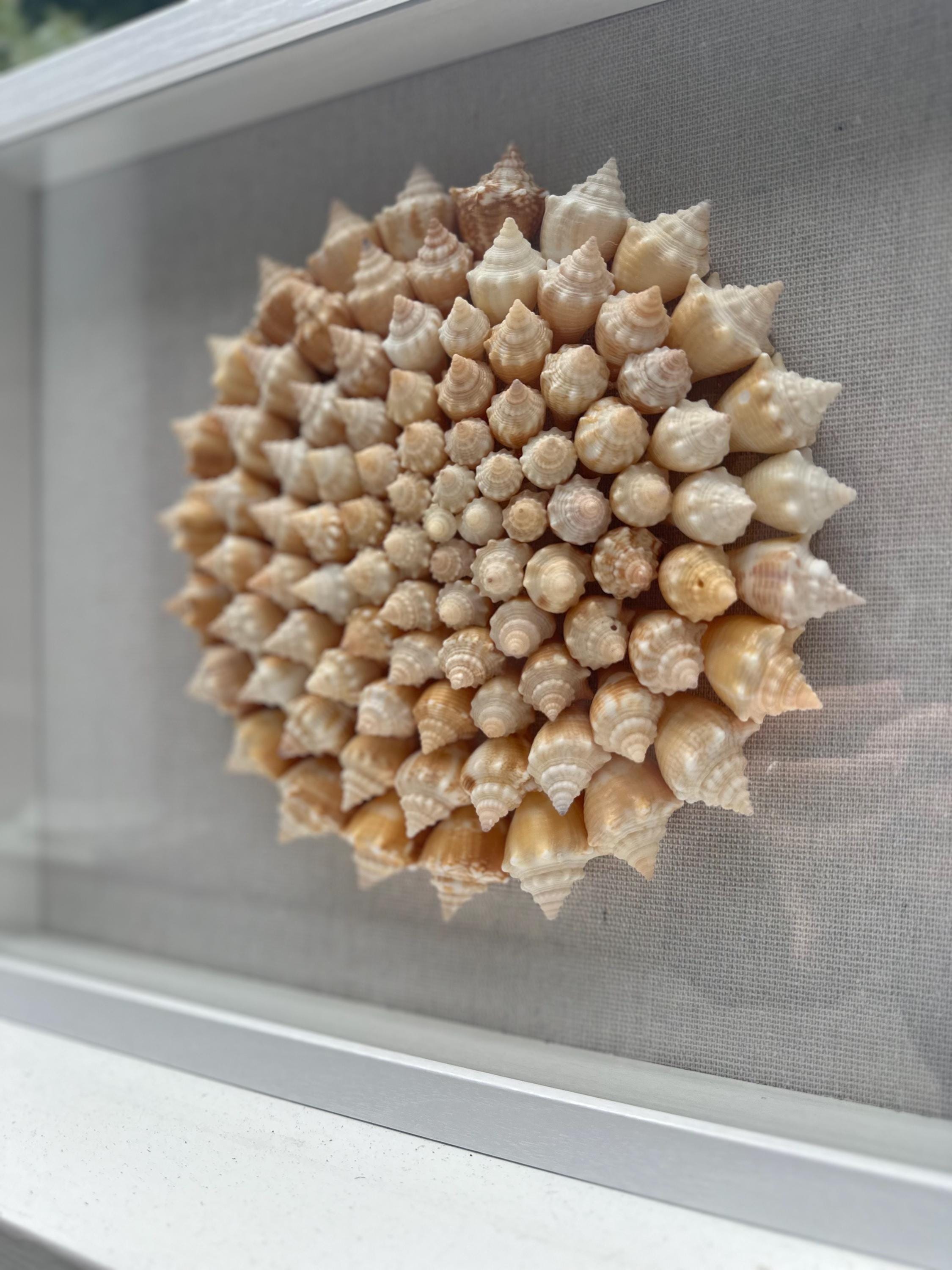 Seashell Shadowbox - 100+ Sanibel Island Conch Shell Pinwheel