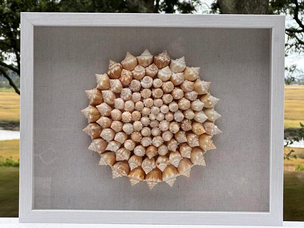 Seashell Shadowbox - 100+ Sanibel Island Conch Shell Pinwheel