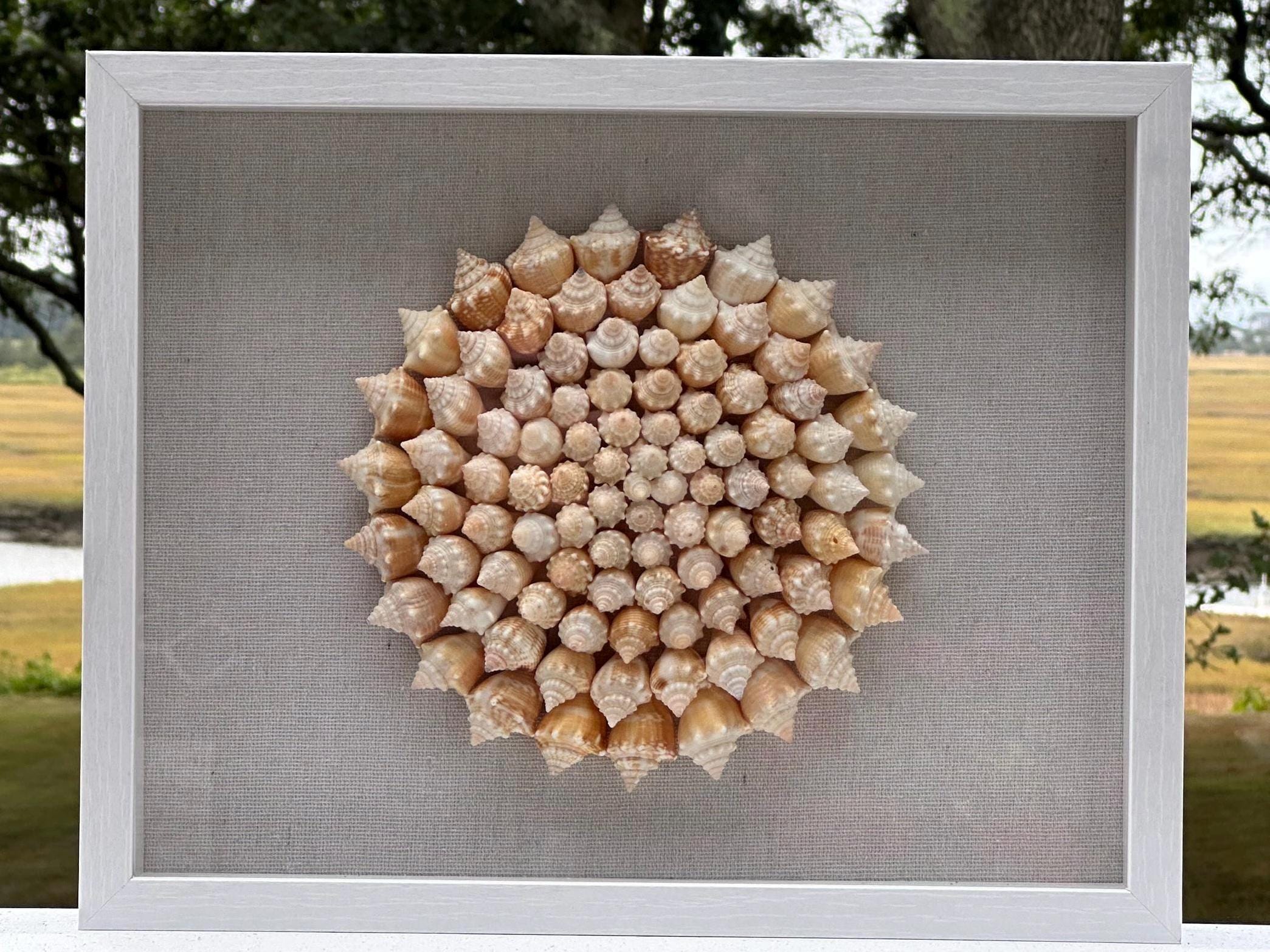 Seashell Shadowbox - 100+ Sanibel Island Conch Shell Pinwheel