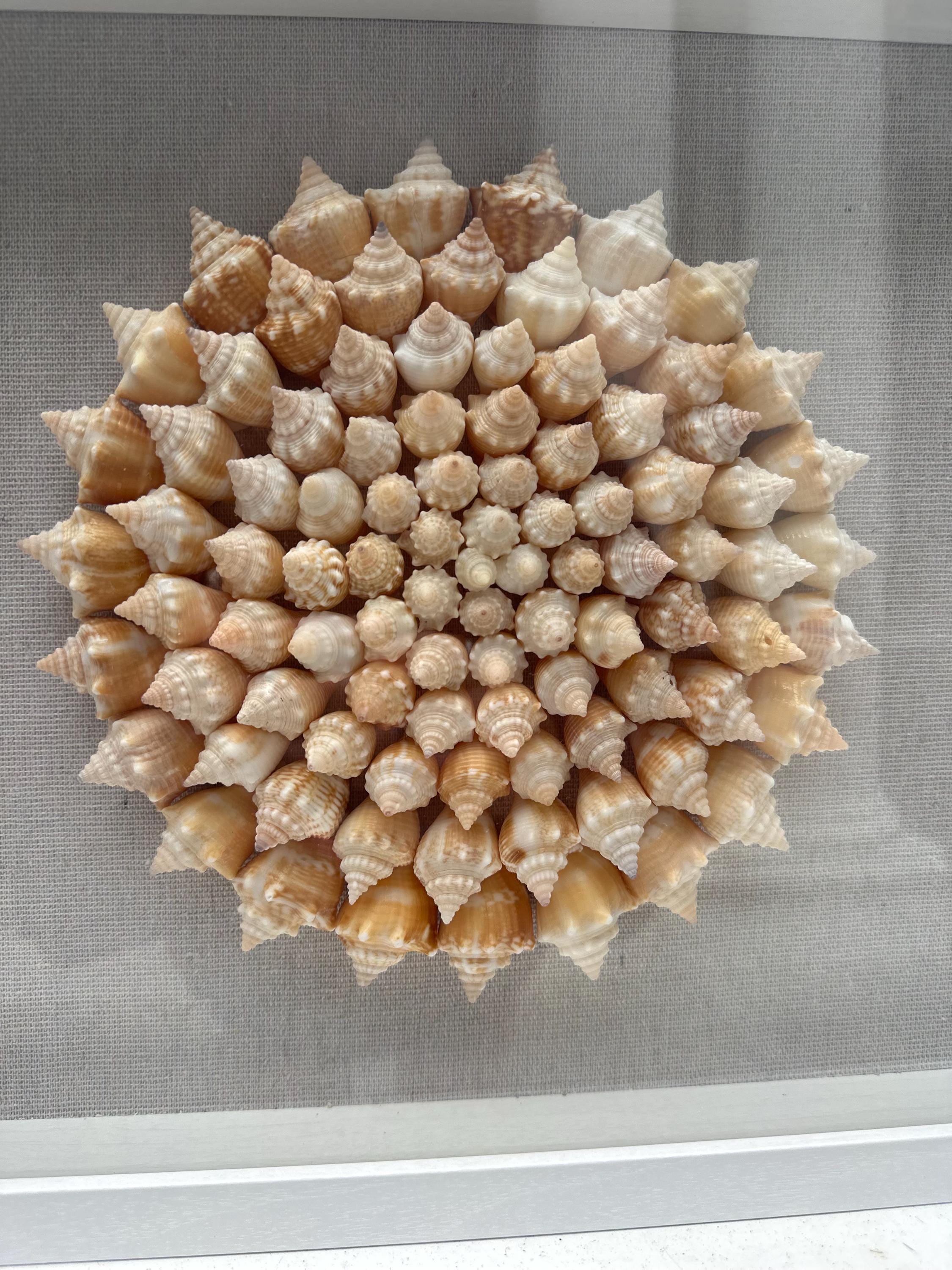 Seashell Shadowbox - 100+ Sanibel Island Conch Shell Pinwheel