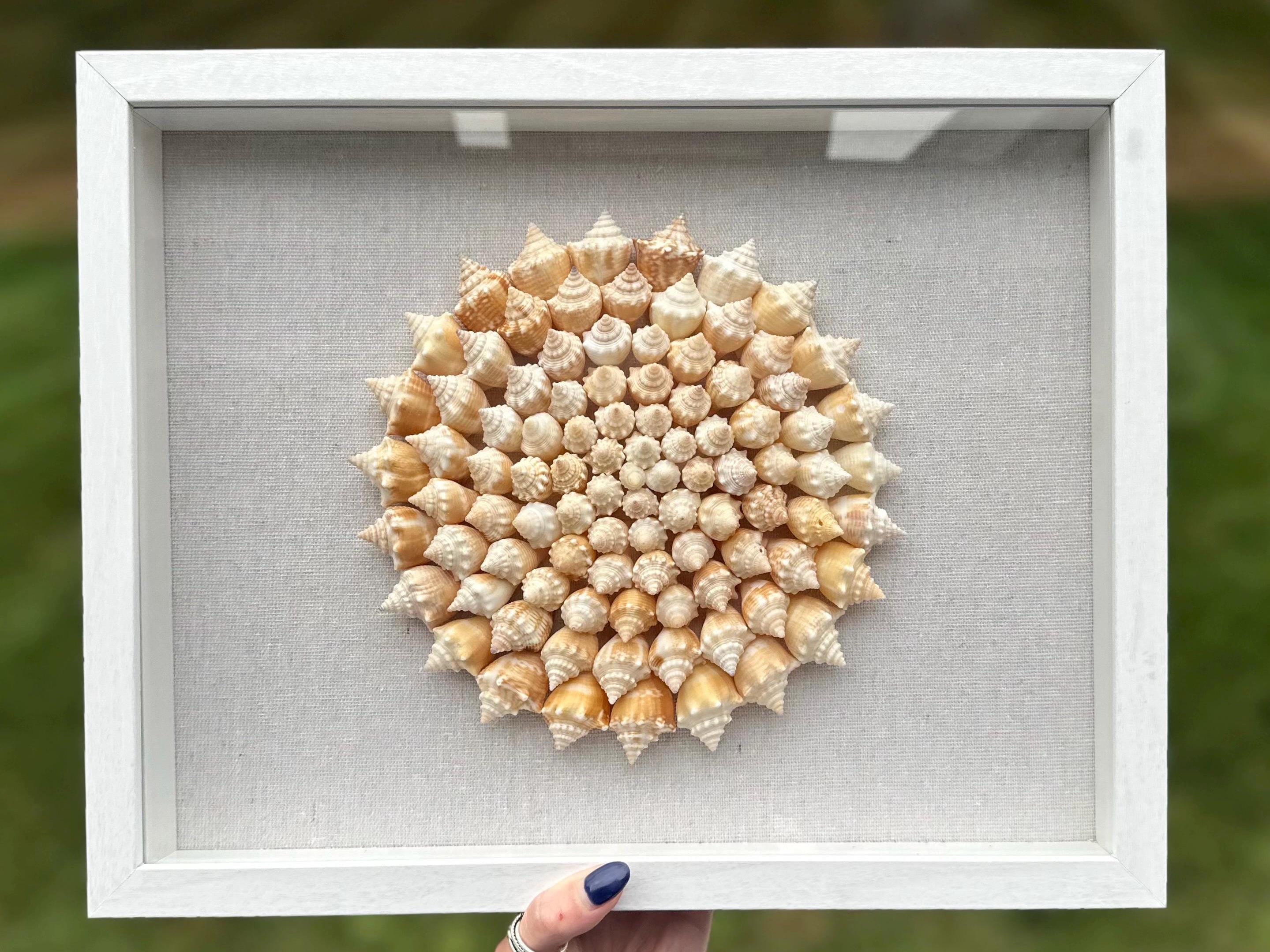 Seashell Shadowbox - 100+ Sanibel Island Conch Shell Pinwheel