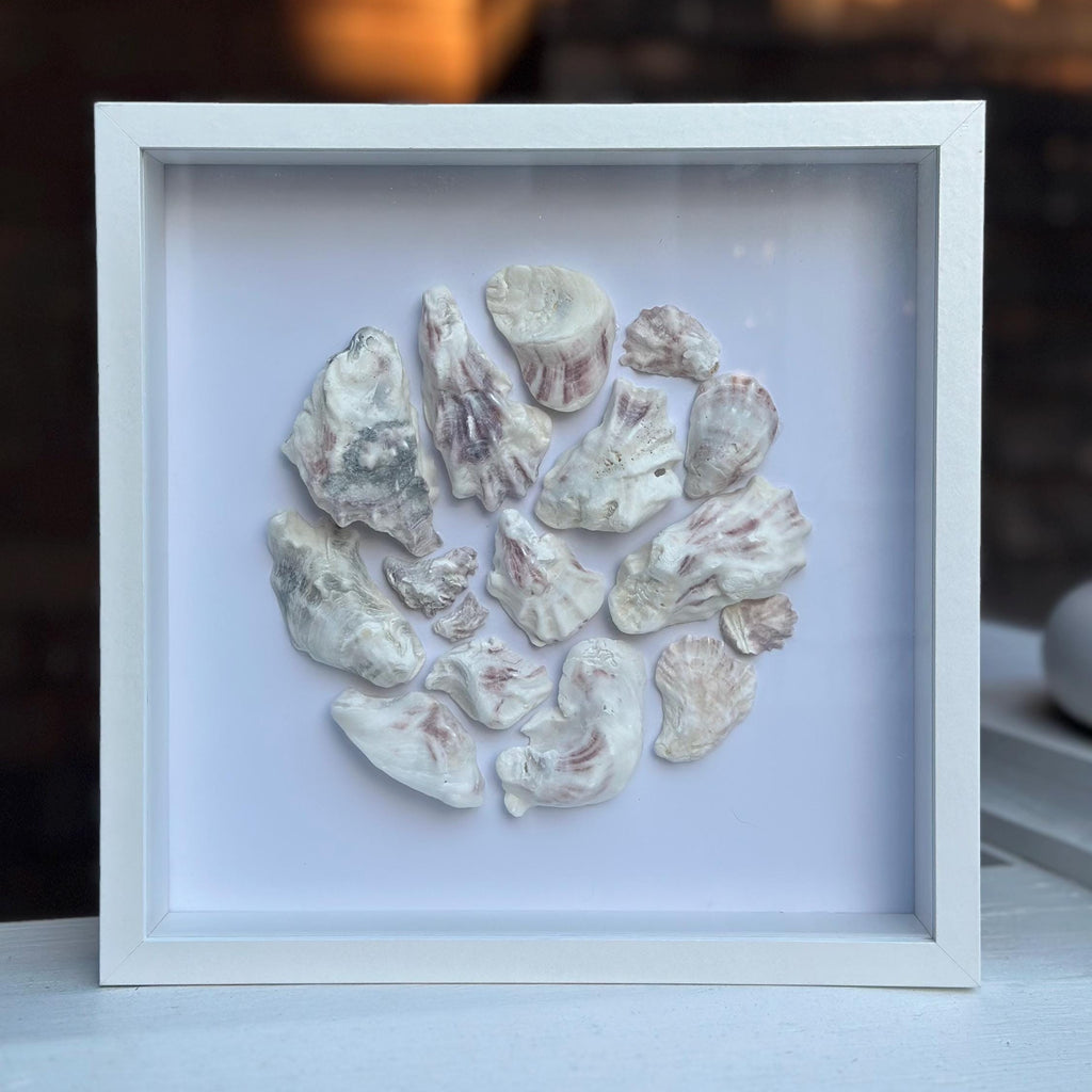 Oyster Seashell Shadowbox - Authentic Sanibel Island seashells