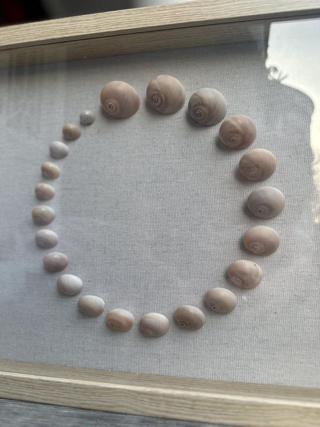 Shark Eye Shell Shadowbox