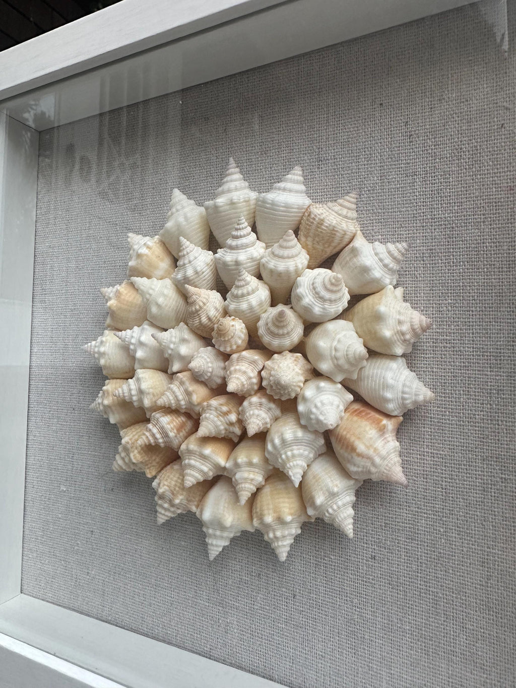 SW Florida Conch Shell Shadowbox