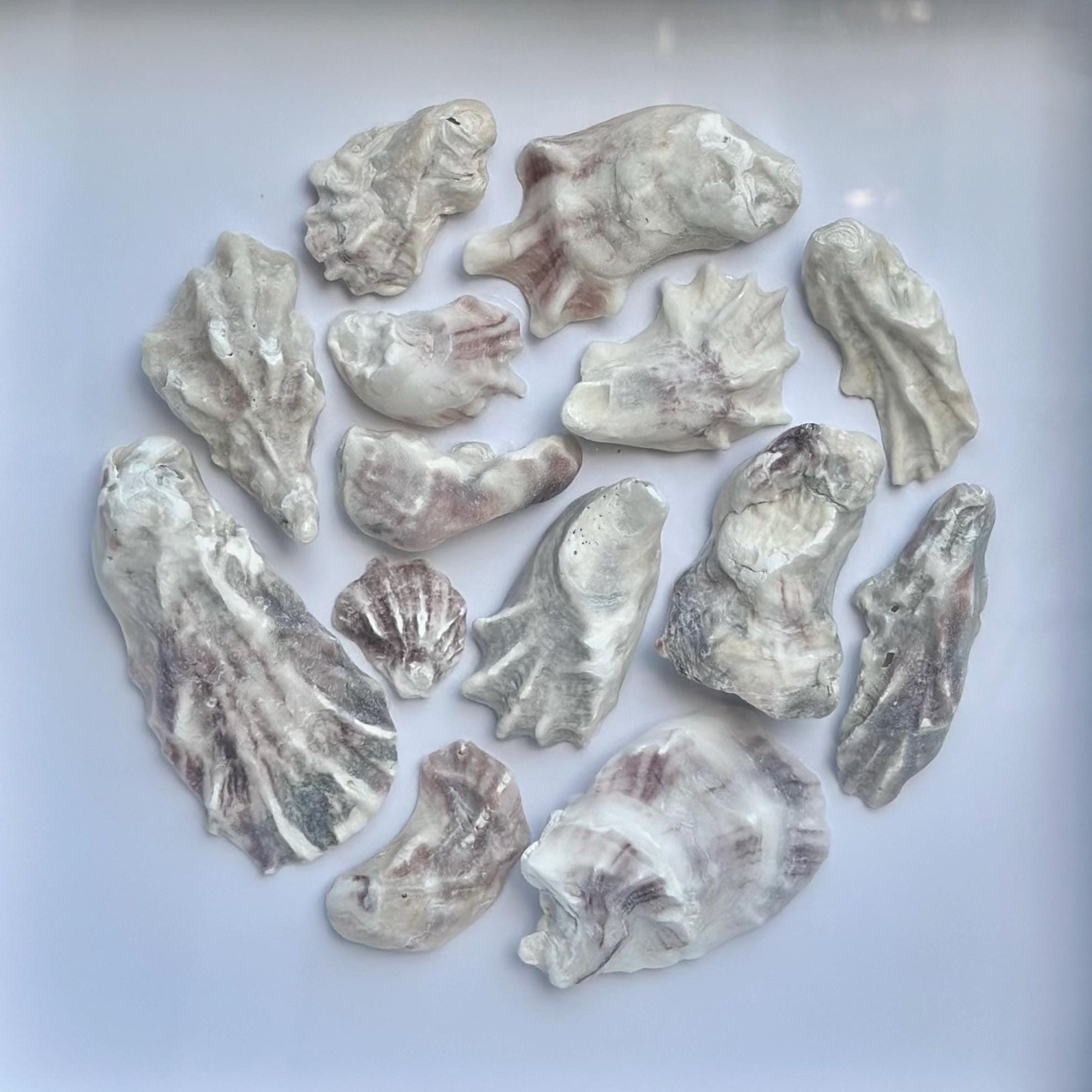 Framed display of various seashells on a white background