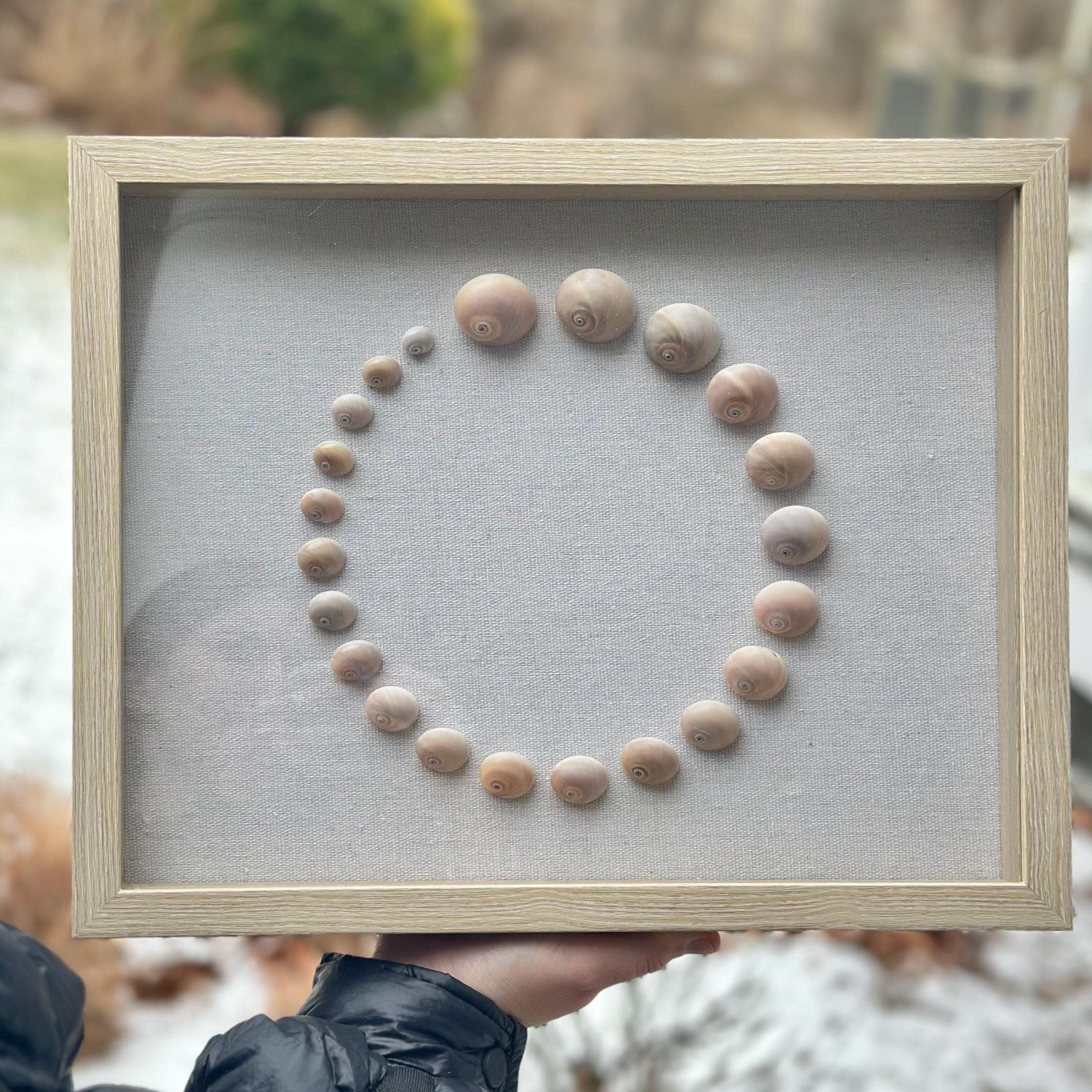 Shark Eye Shell Shadowbox