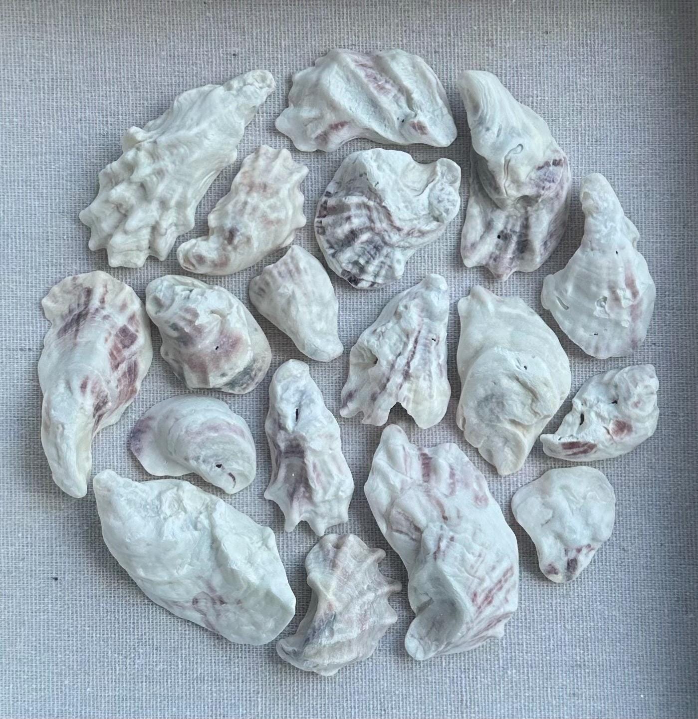 Oyster Shell Shadowbox