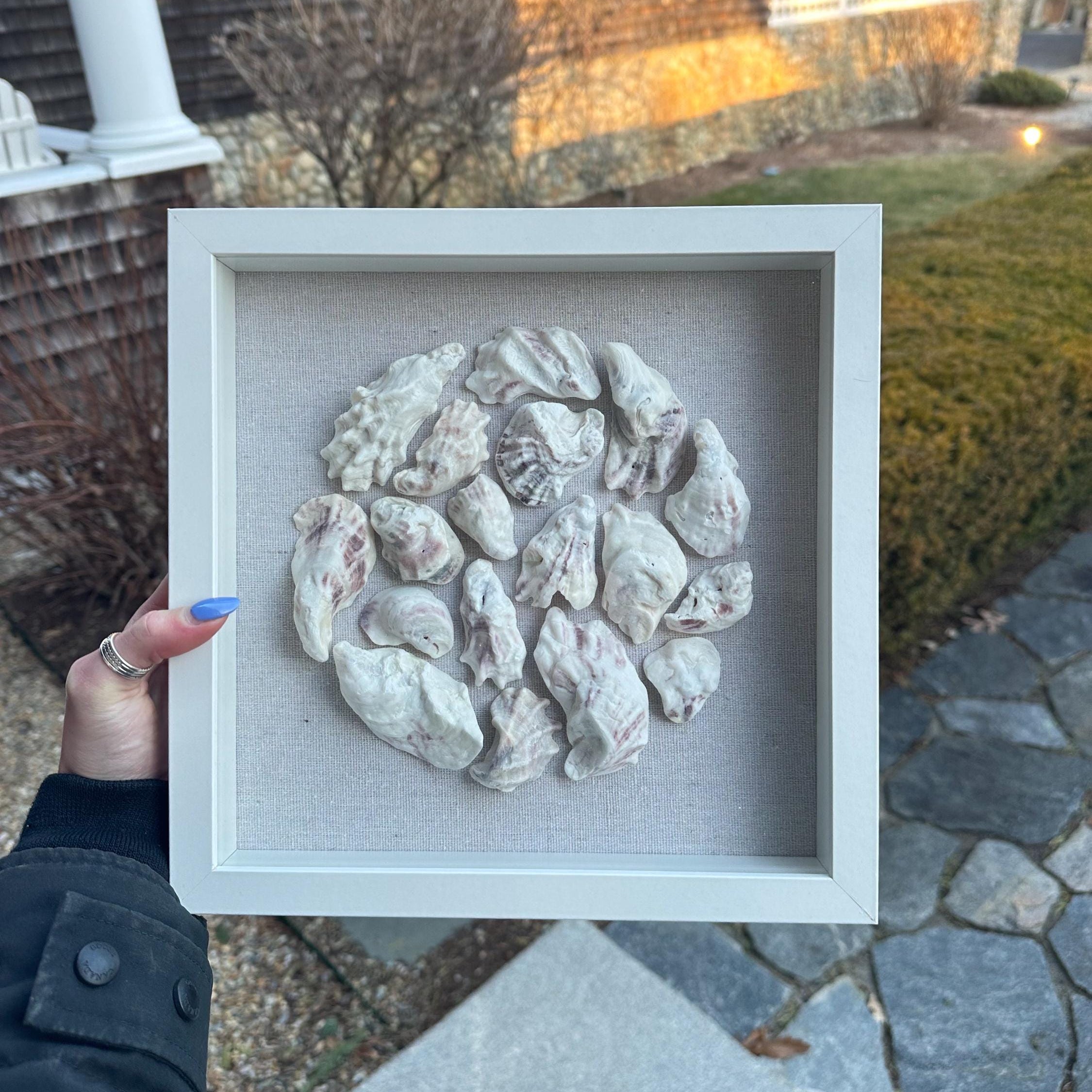 Oyster Shell Shadowbox