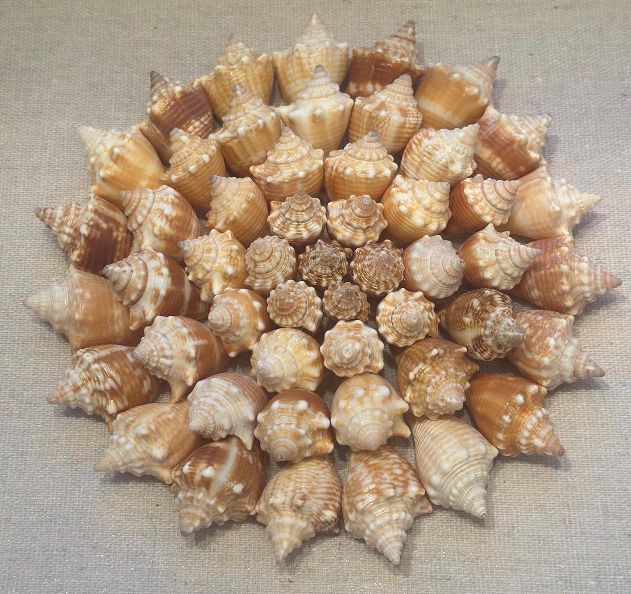 Seashell Shadowbox- 75+ Authentic Sanibel Island Conch shells