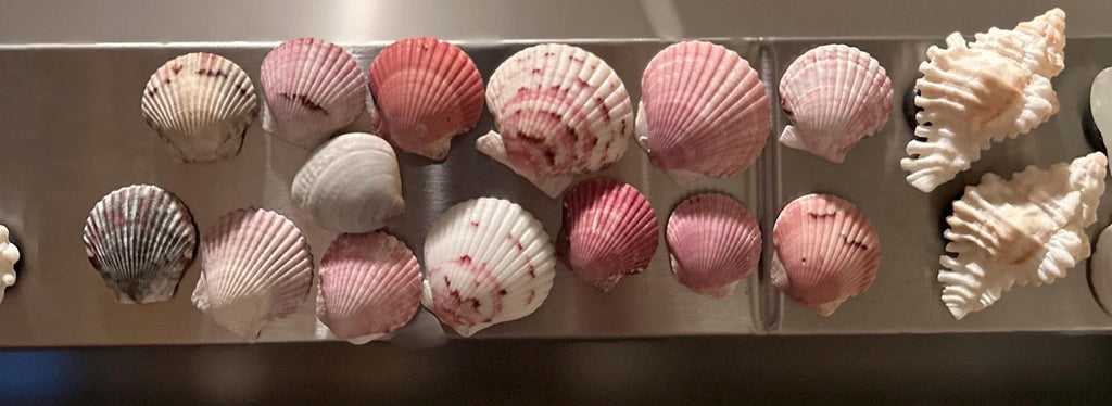 Shell Magnets! Bags of 5