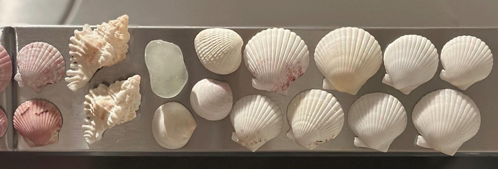 Shell Magnets! Bags of 5