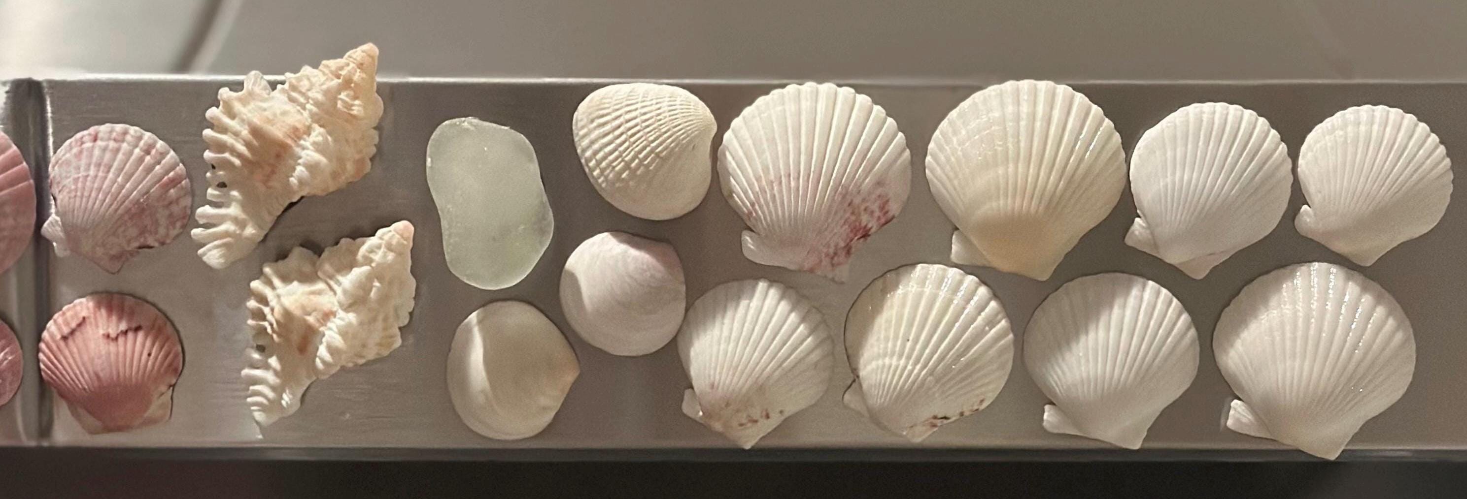Shell Magnets! Bags of 5