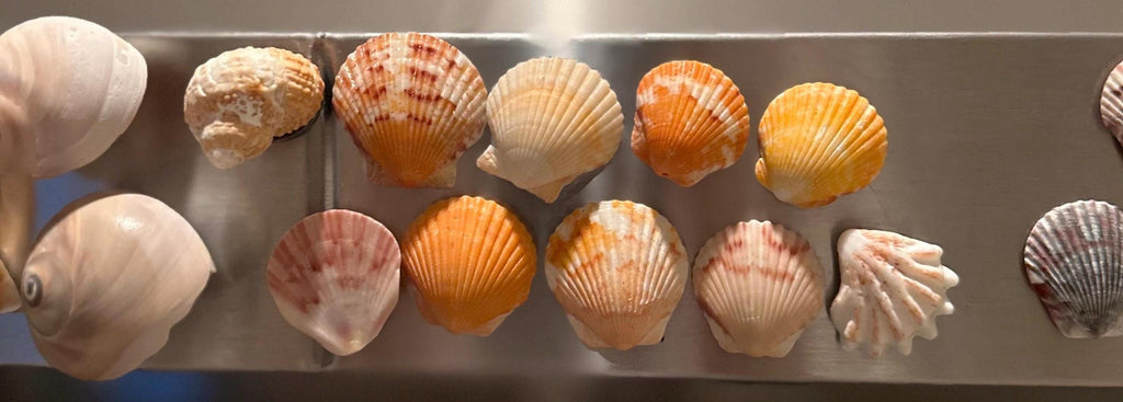 Shell Magnets! Bags of 5
