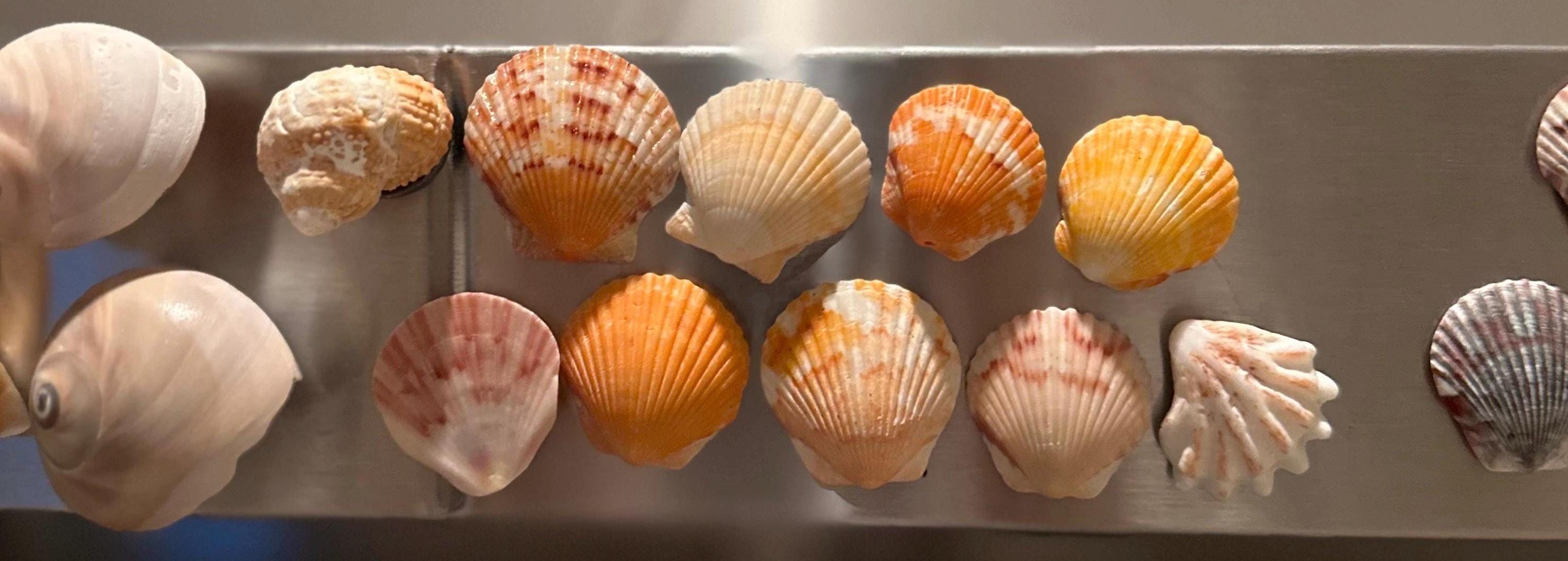 Shell Magnets! Bags of 5