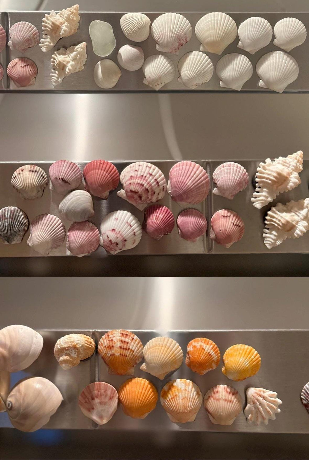 Shell Magnets! Bags of 5