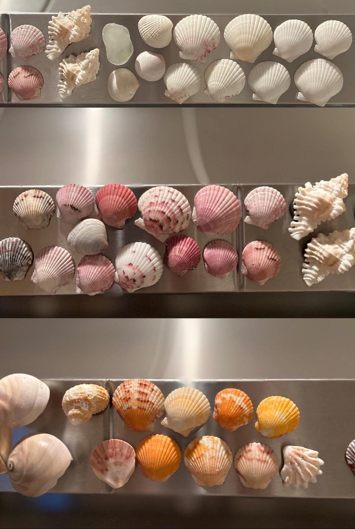 Shell Magnets! Bags of 5