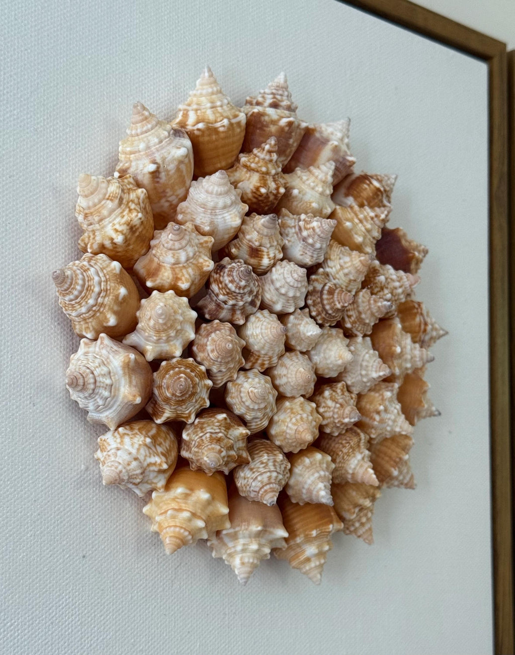 Conch Shell Pinwheel | Seashell Wall Art
