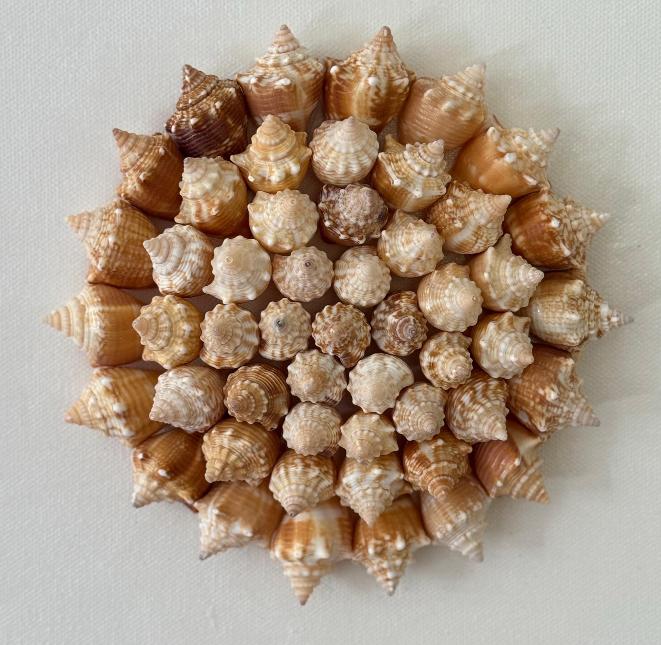 Conch Shell Pinwheel Seashell Wall Art