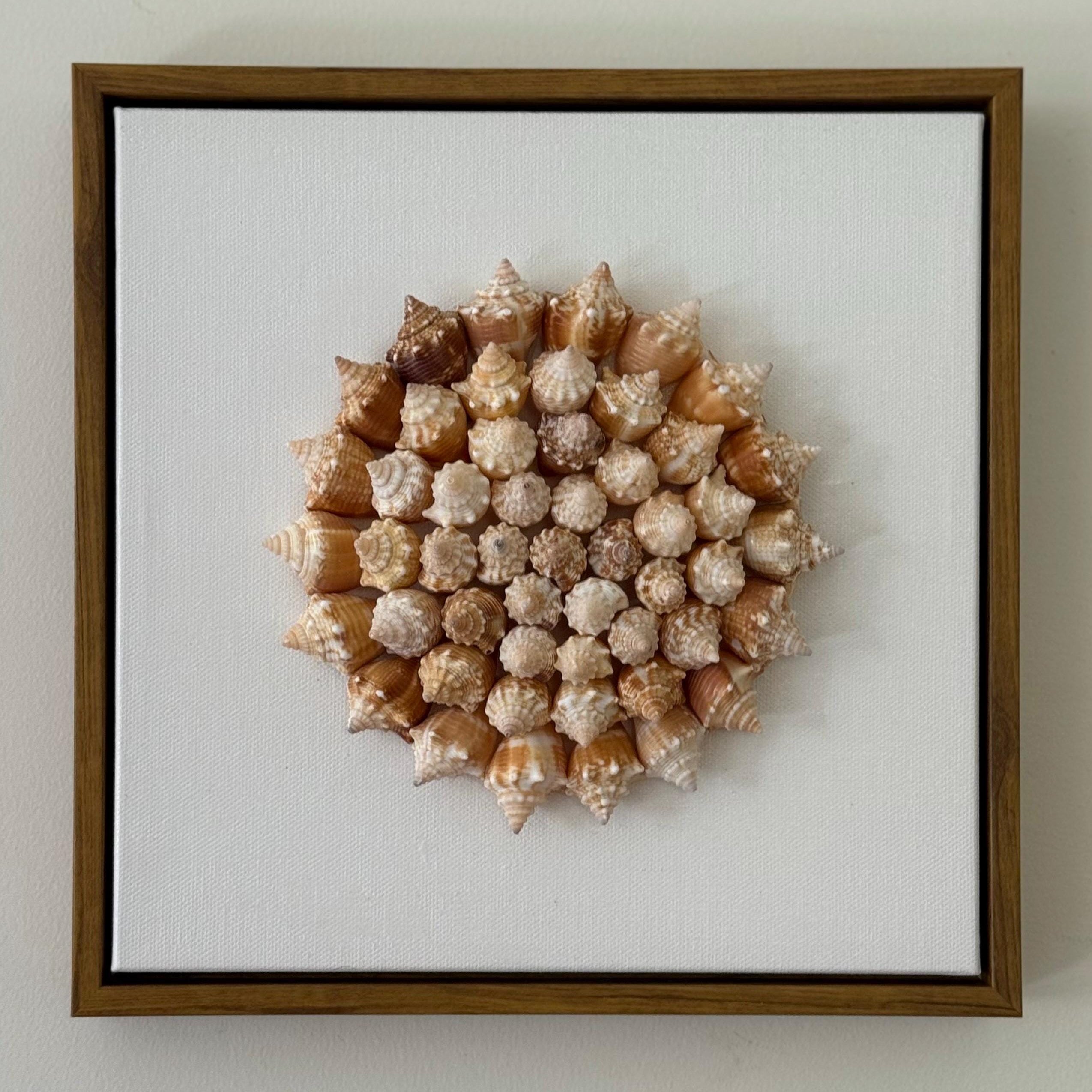 Conch Shell Pinwheel Seashell Wall Art