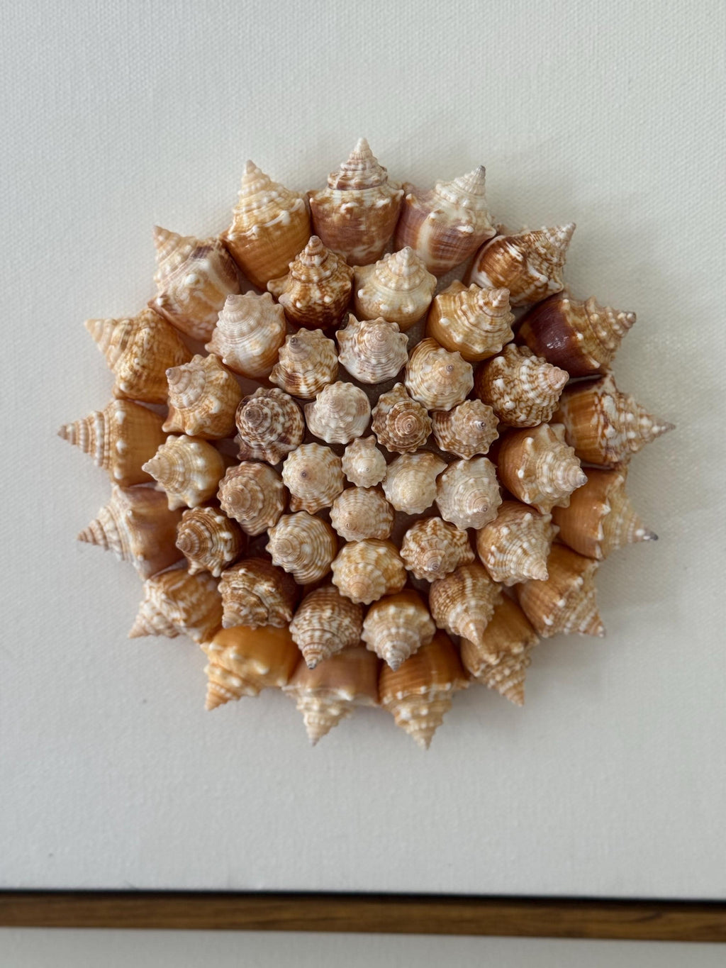 Conch Shell Pinwheel | Seashell Wall Art