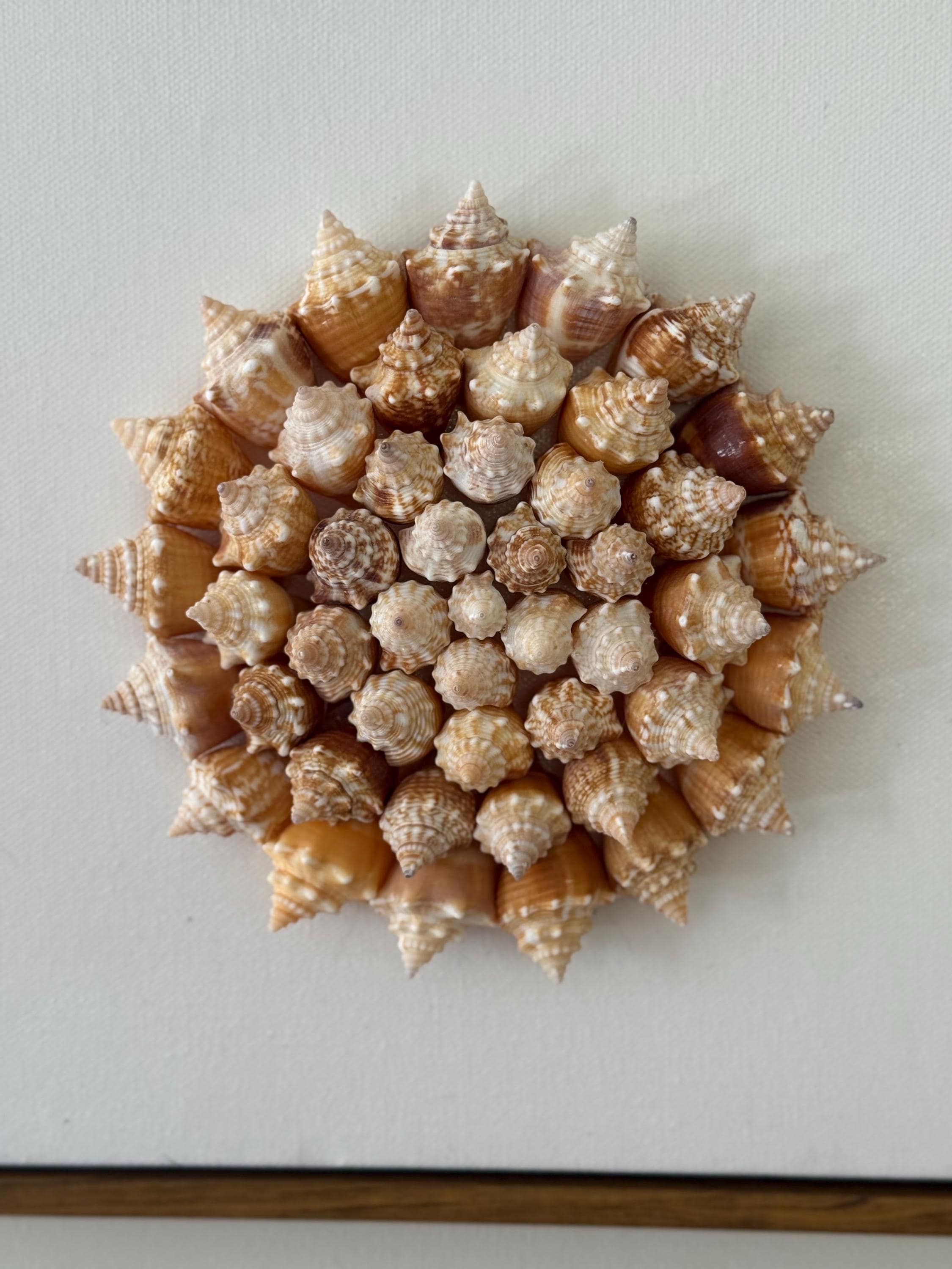 Conch Shell Pinwheel | Seashell Wall Art