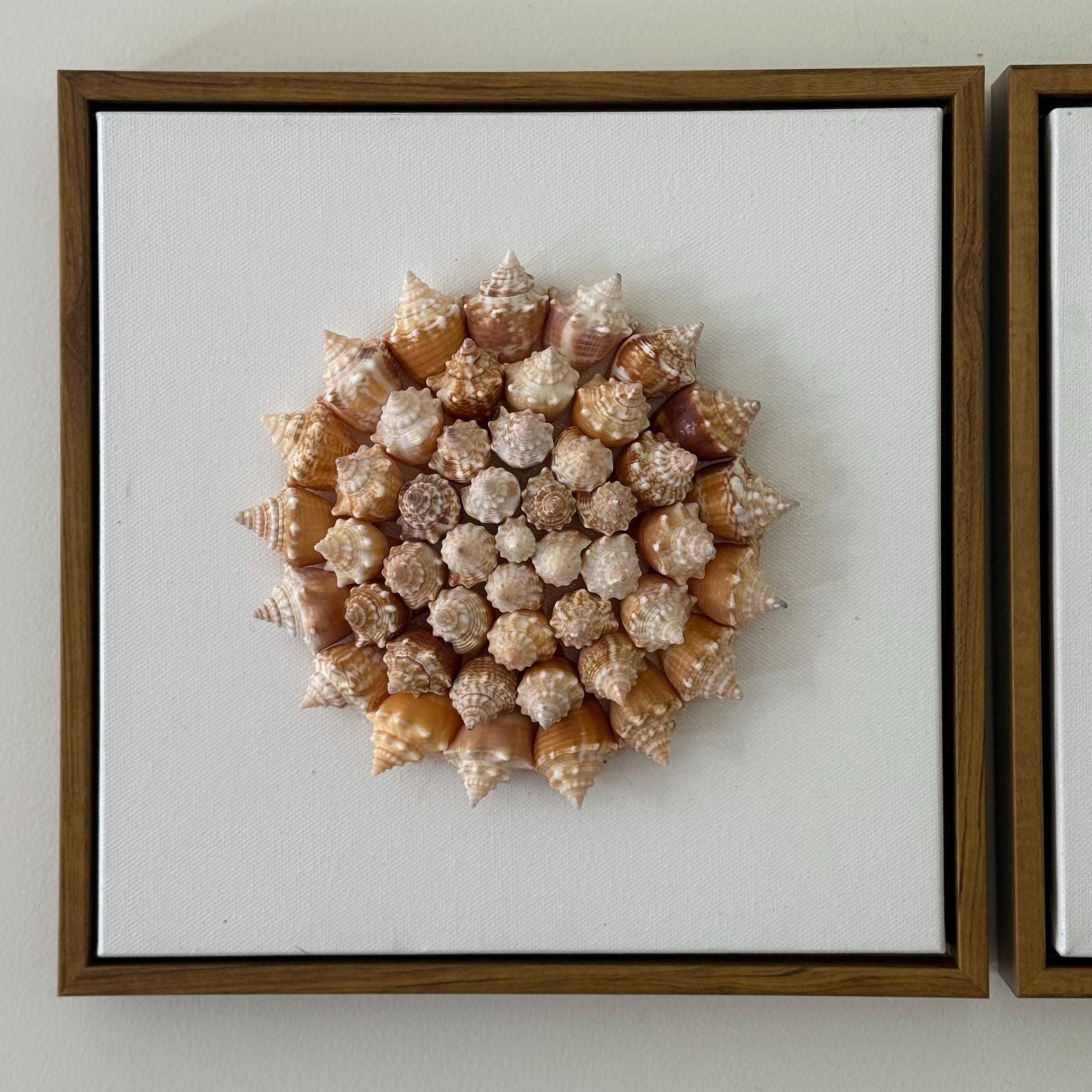 Conch Shell Pinwheel | Seashell Wall Art