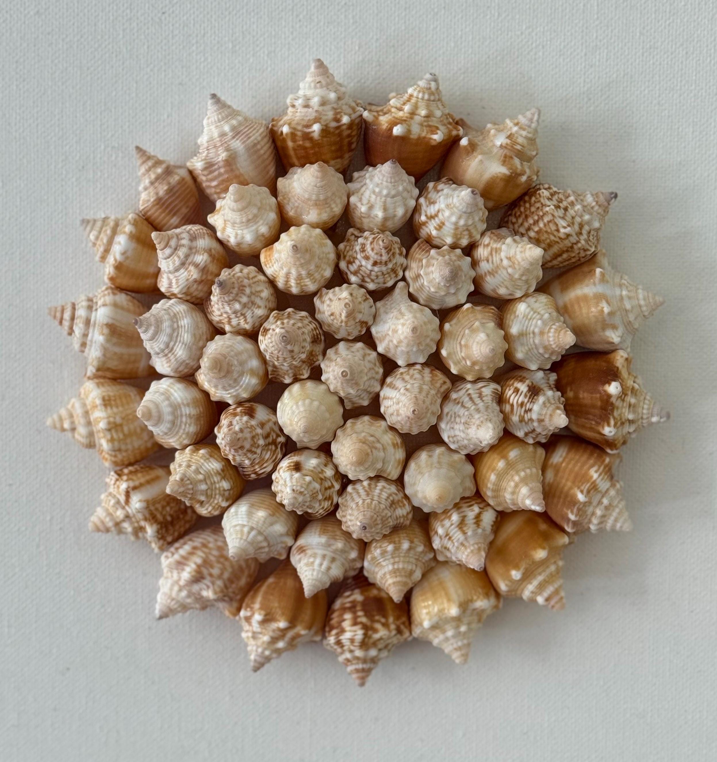 Conch Shell Spiral | Seashell Sunburst Wall Art
