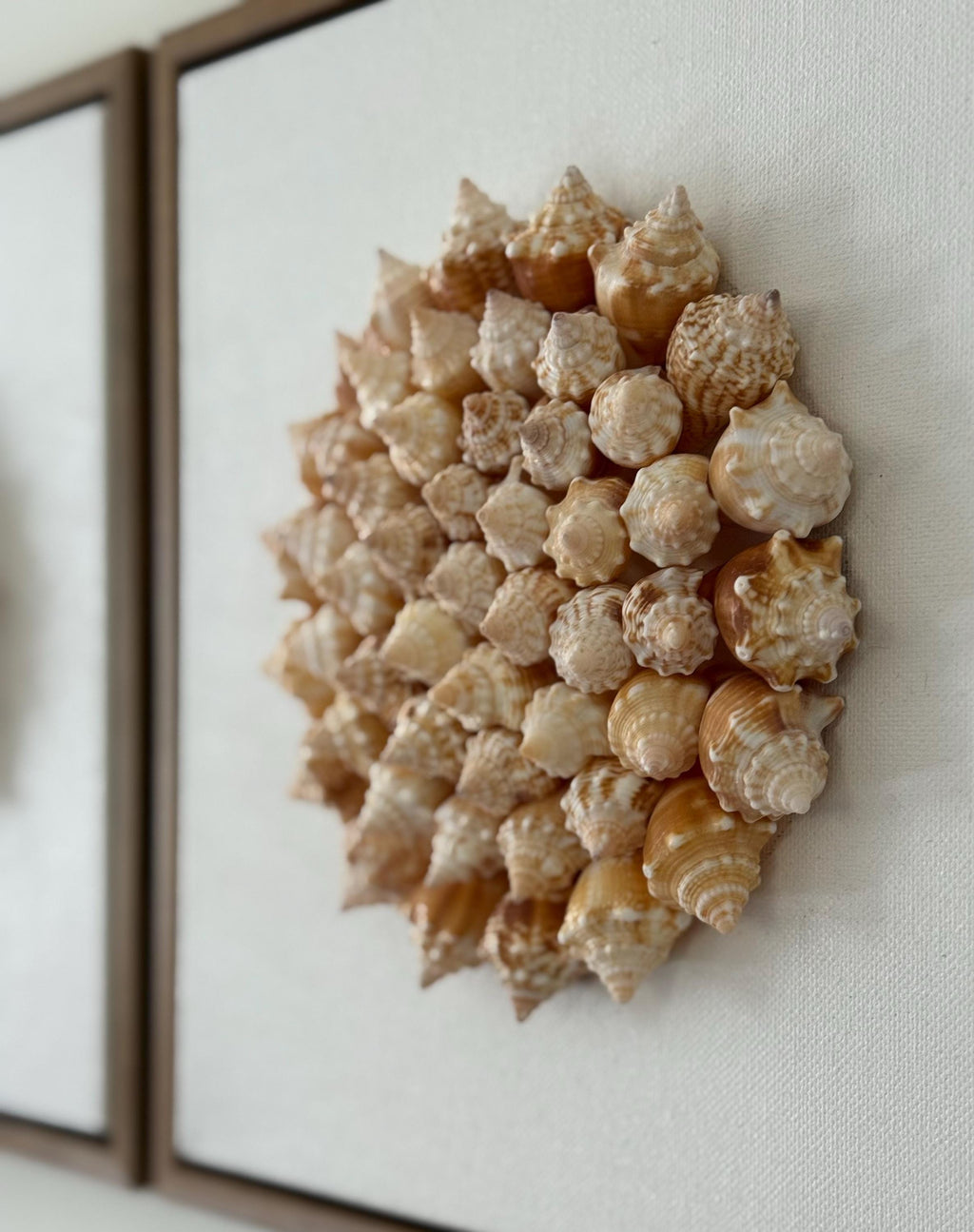 Conch Shell Spiral | Seashell Sunburst Wall Art
