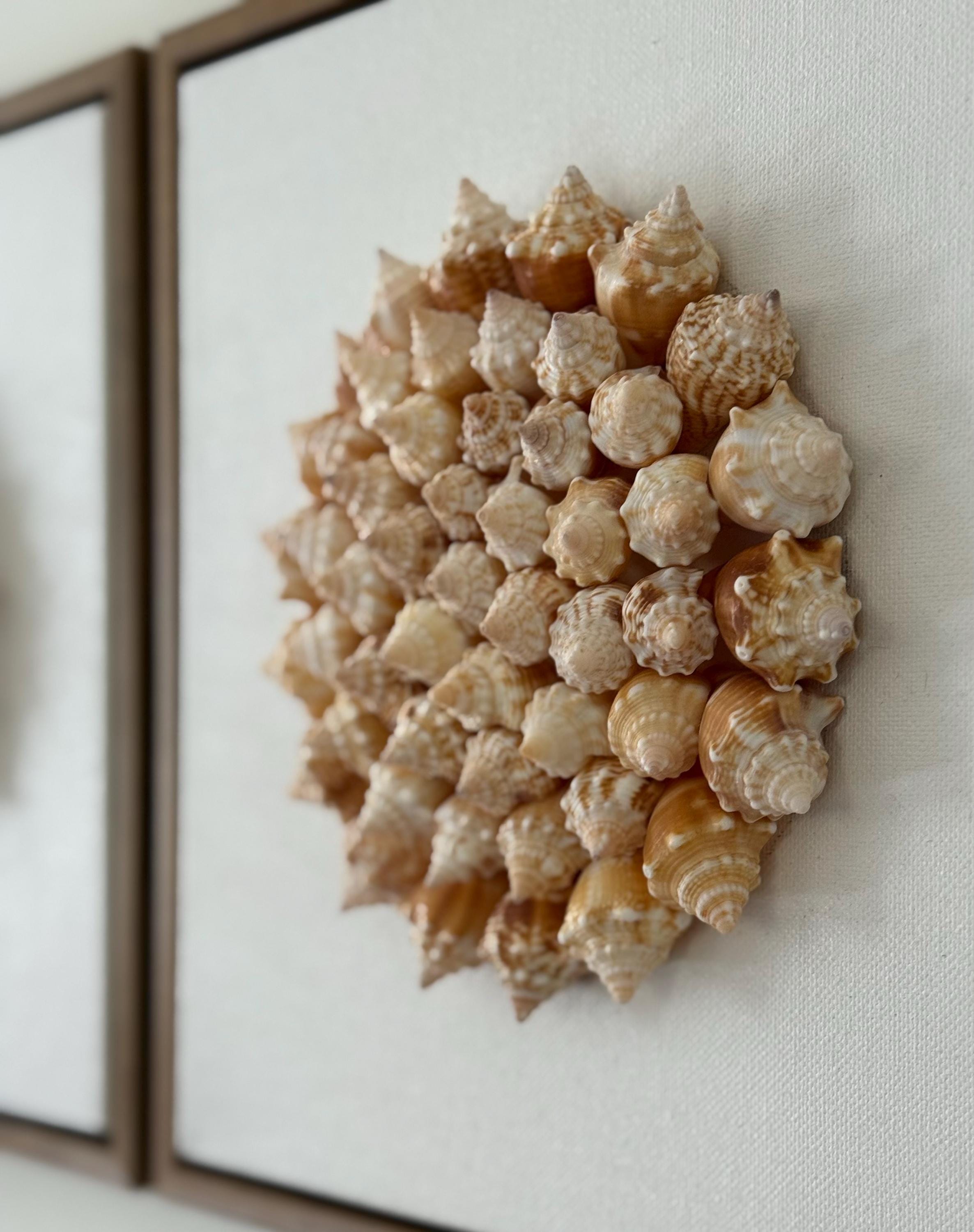 Conch Shell Spiral | Seashell Sunburst Wall Art