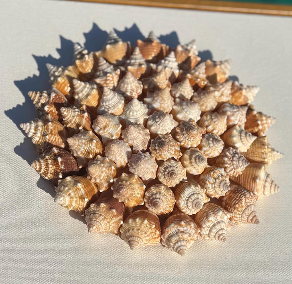50+ Sanibel Island Conch Shell Mandala Wall Art | Handmade Seashell Art