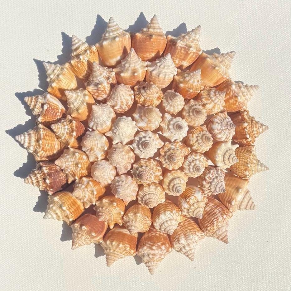 50+ Sanibel Island Conch Shell Mandala Wall Art | Handmade Seashell Art
