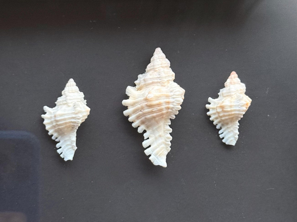 Lace Murex Mini Trio - Handcrafted Shell Shadow Box