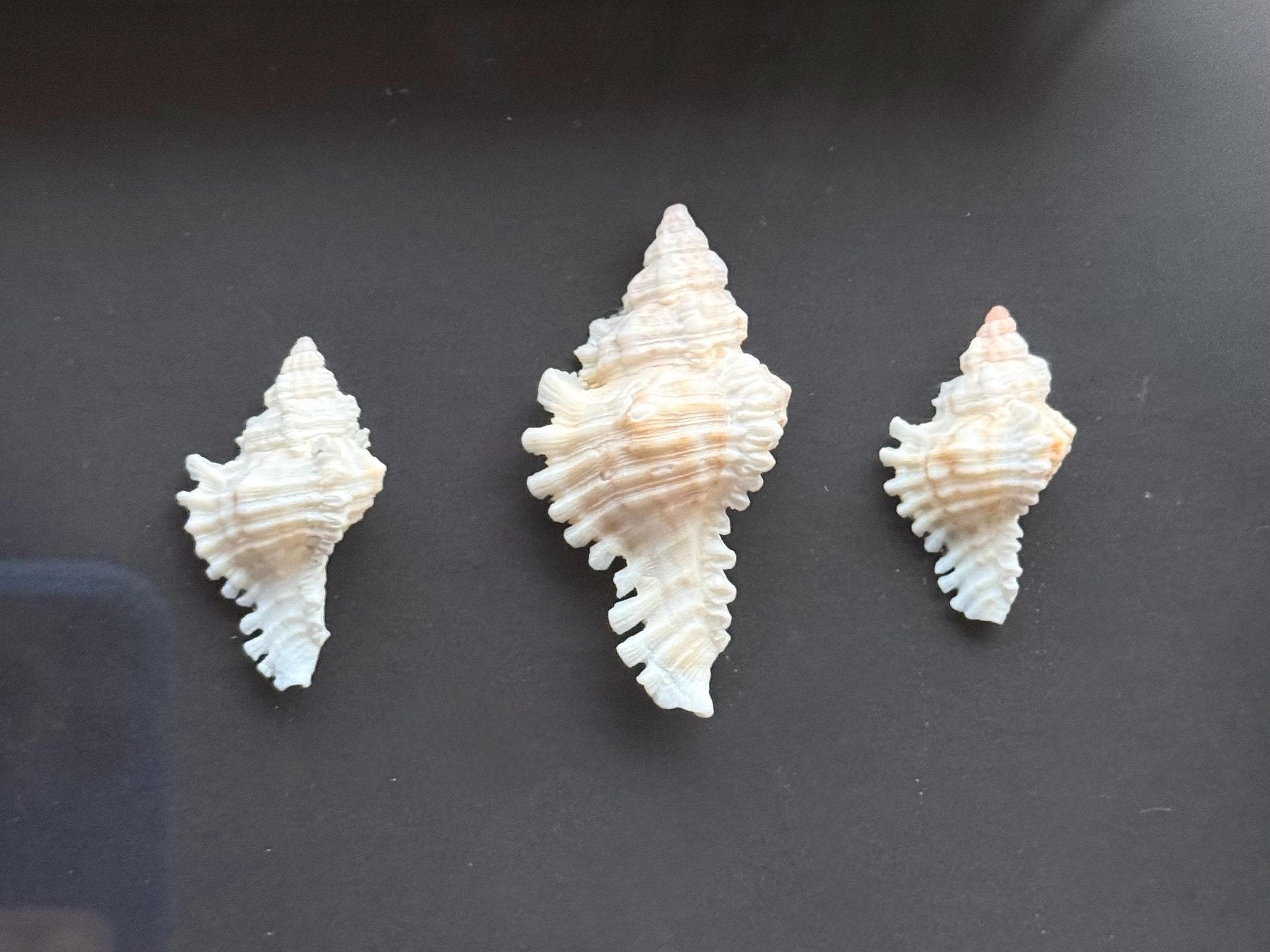 Lace Murex Mini Trio - Handcrafted Shell Shadow Box