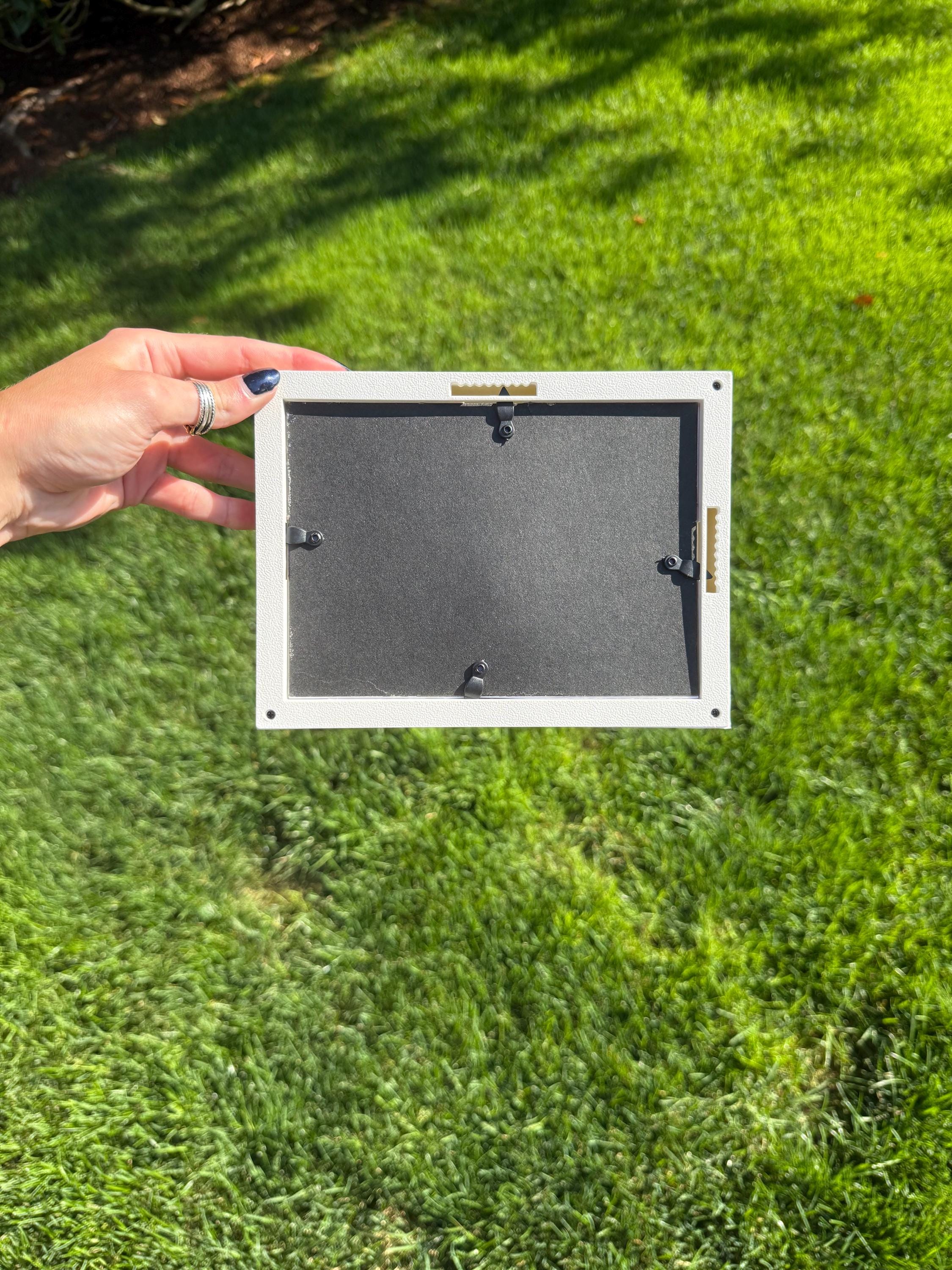 Lace Murex Mini Trio - Handcrafted Shell Shadow Box