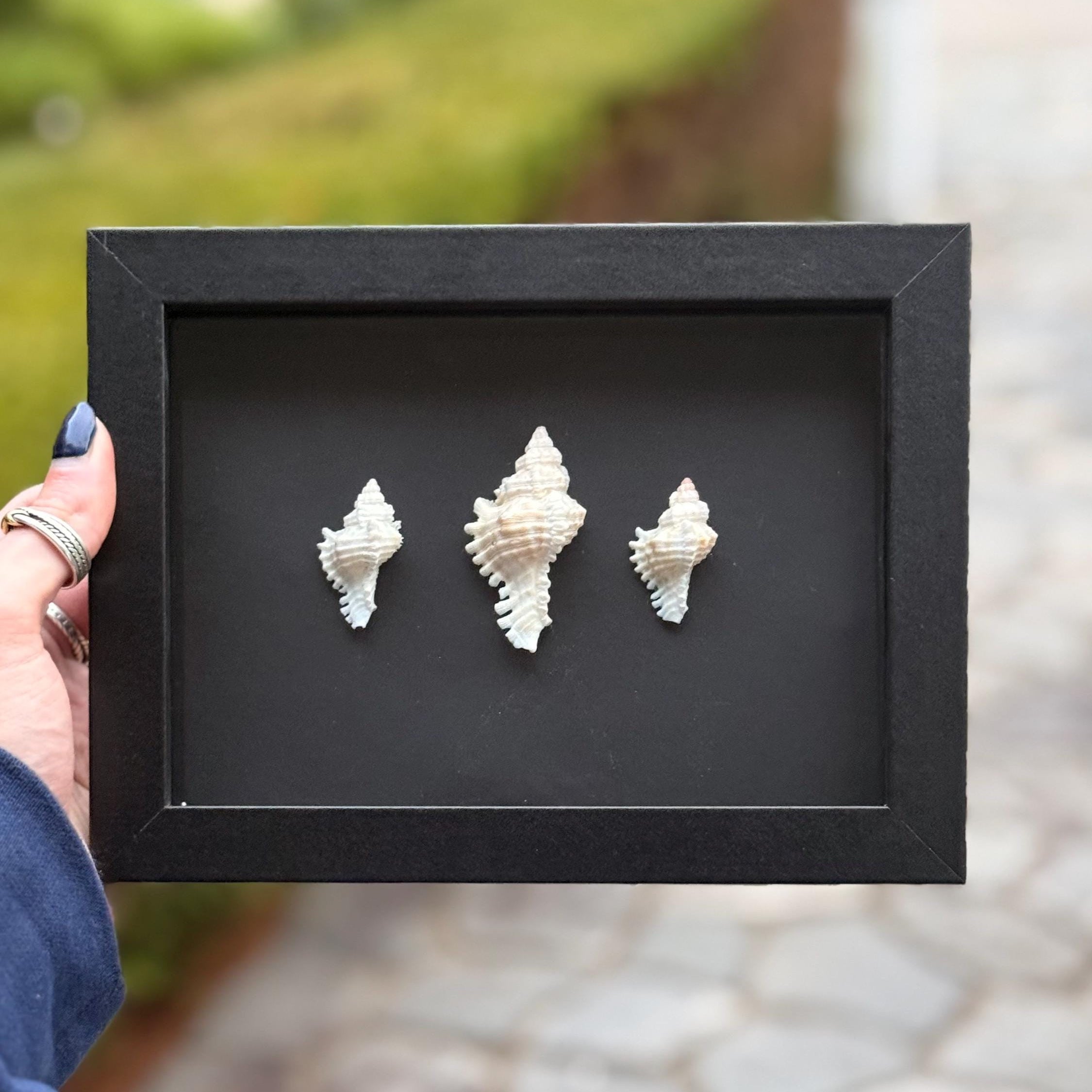 Lace Murex Mini Trio - Handcrafted Shell Shadow Box