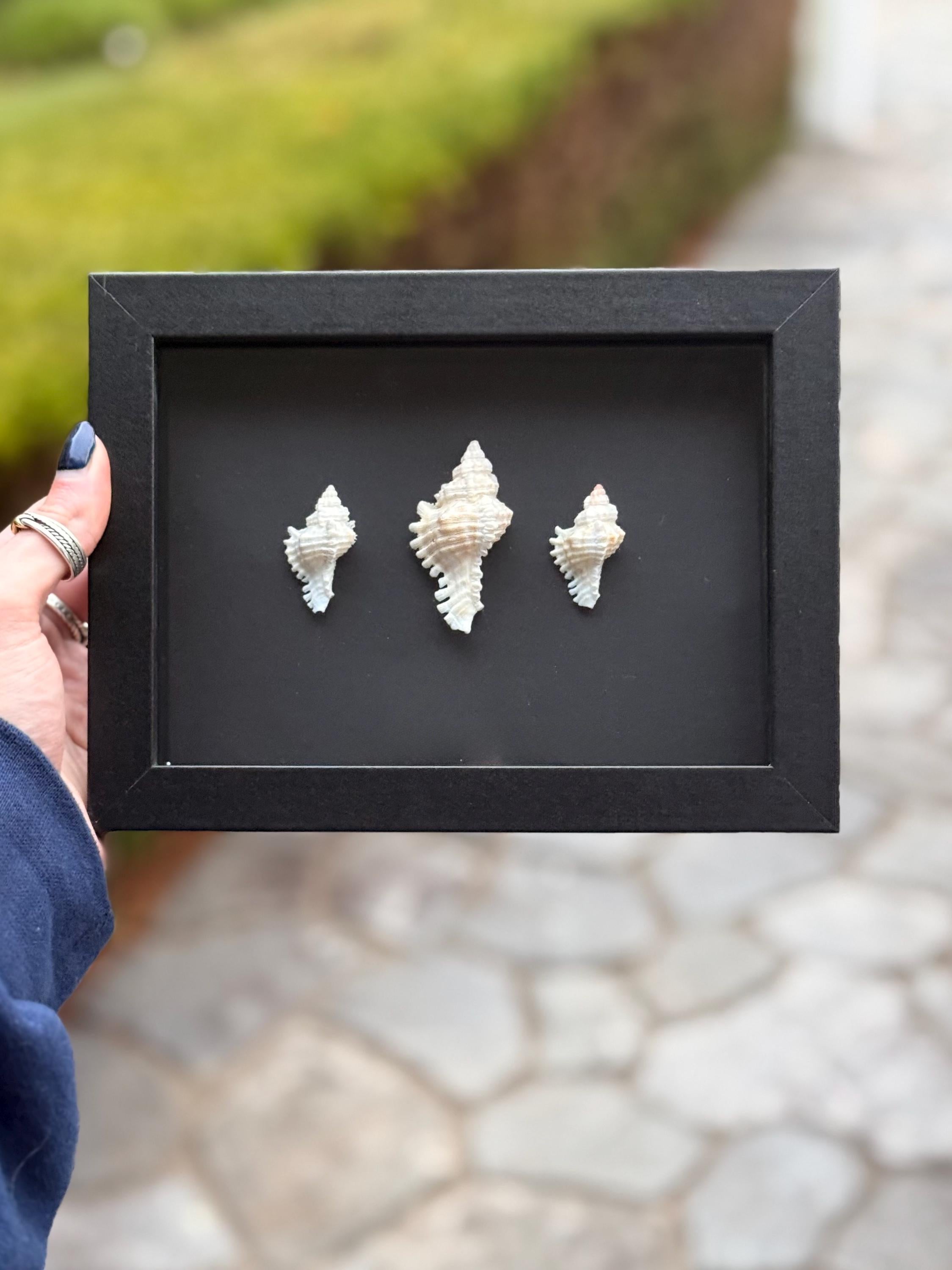 Lace Murex Mini Trio - Handcrafted Shell Shadow Box