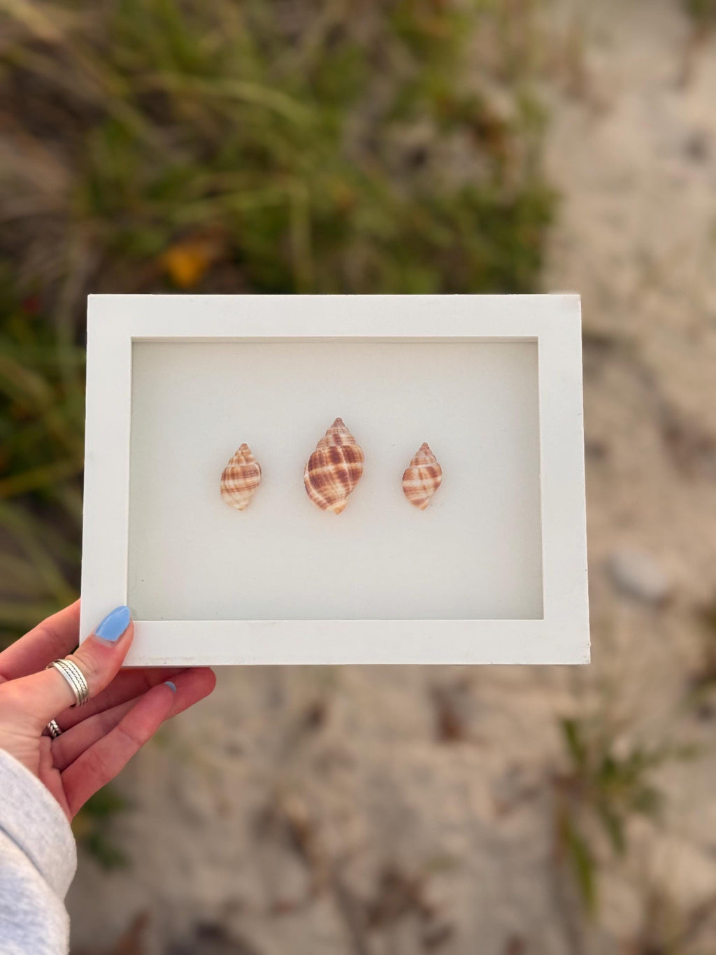 Handcrafted Shell Shadow Box – Nutmeg Shell Trio - Coastal Wall Art