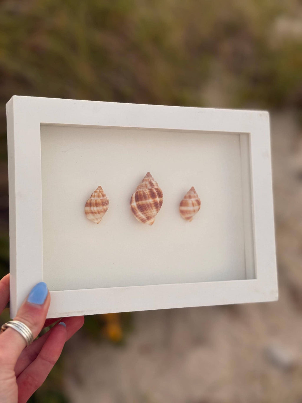 Handcrafted Shell Shadow Box – Nutmeg Shell Trio - Coastal Wall Art