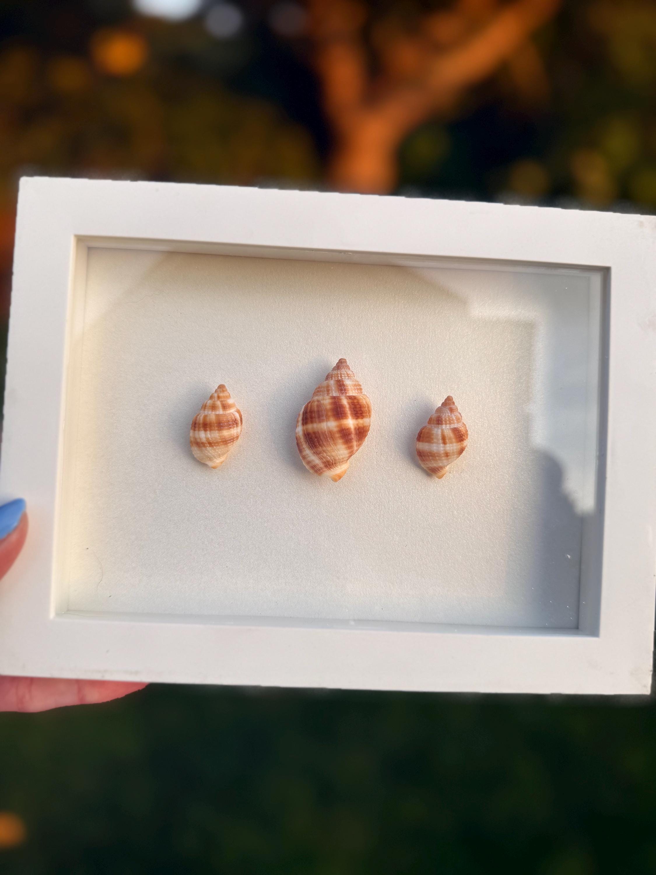 Handcrafted Shell Shadow Box – Nutmeg Shell Trio - Coastal Wall Art