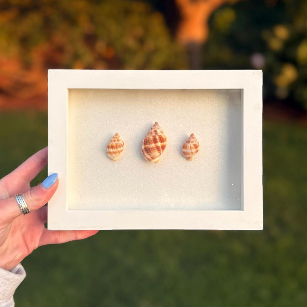 Three shell-shaped earrings in a white box held by a hand against a blurred natural background.