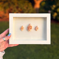 Three shell-shaped earrings in a white box held by a hand against a blurred natural background.