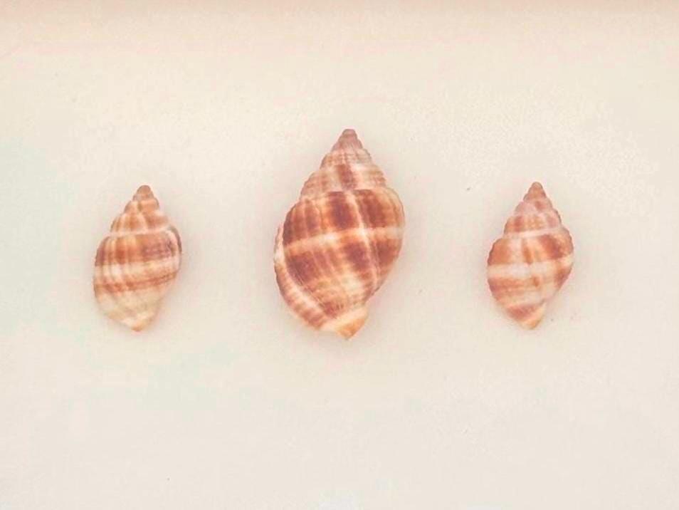 Handcrafted Shell Shadow Box – Nutmeg Shell Trio - Coastal Wall Art