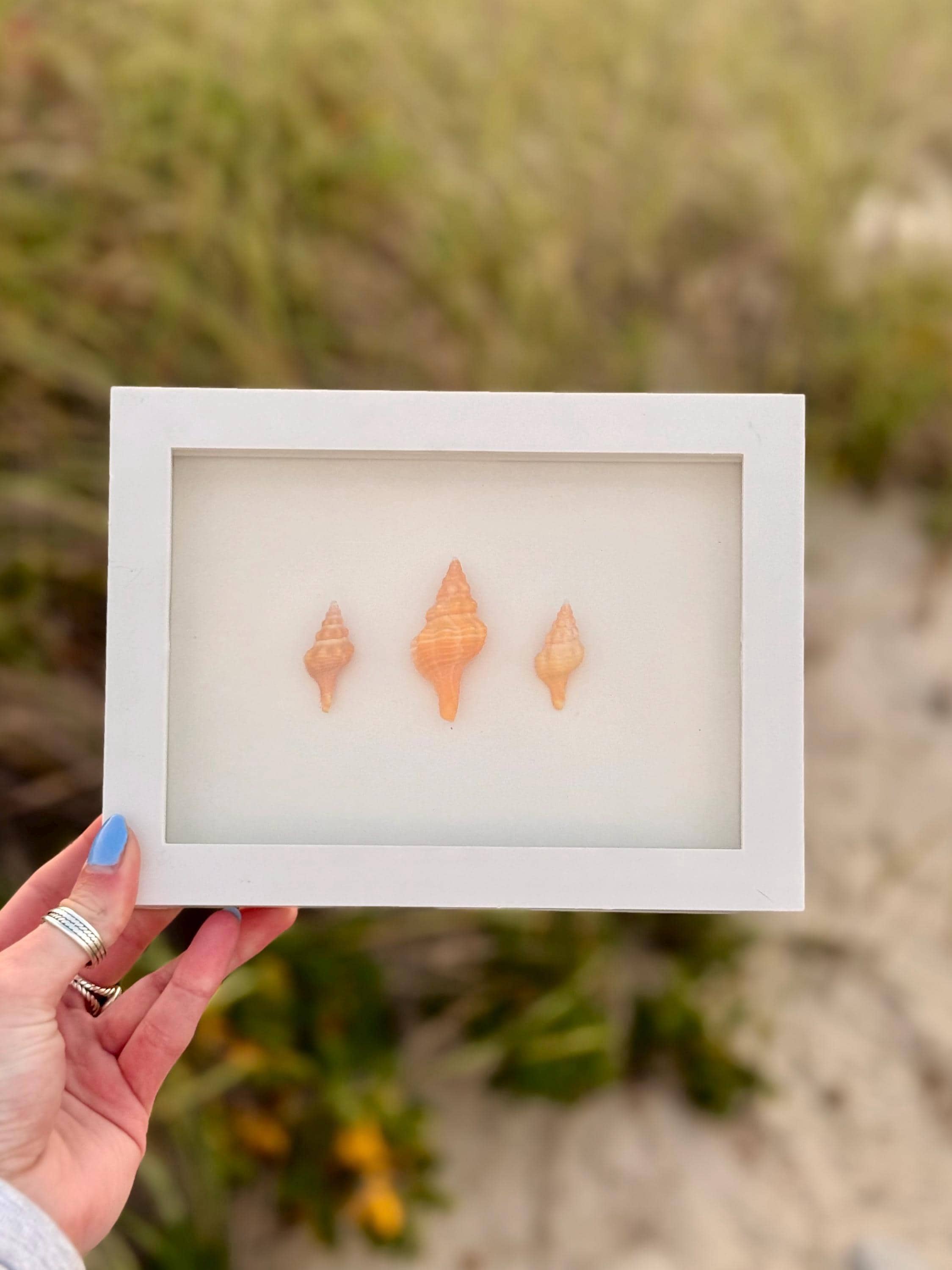 Mini Horse Conch Trio